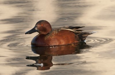Ducks