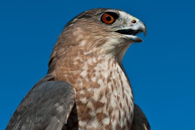 Hawks