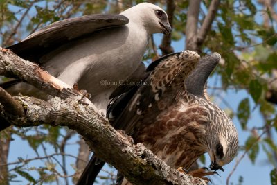 Mississippi_Kite_DSC_2976.jpg