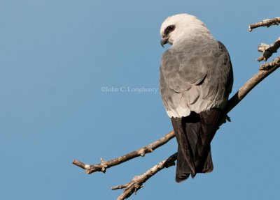 Mississippi_Kite_DSC_3232.jpg