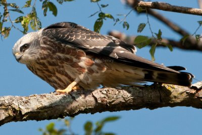 Mississippi_Kite_DSC_3951.jpg