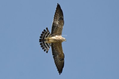Mississippi_Kite_DSC_5008.jpg