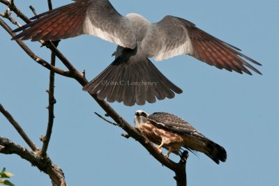 Kites