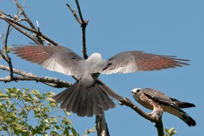 Mississippi_Kites_DSC_9444.jpg
