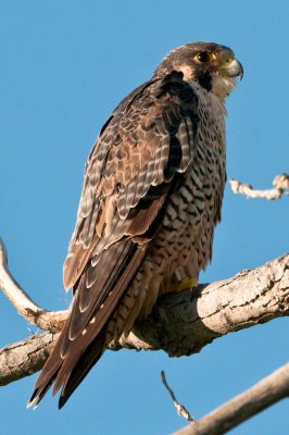 Peregrine_Falcon_DSC_7717.jpg