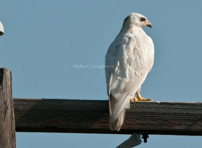 Red-tailed_Hawk_DSC_5105.jpg