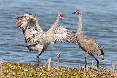 Sandhill_Cranes_DSC_2512.jpg