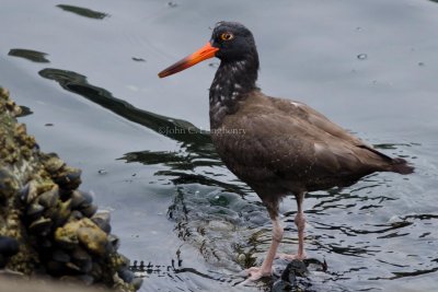 Black_Oystercatcher_DSC_0314.jpg