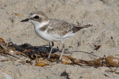 Snowy_Plover_DSC_9629.jpg