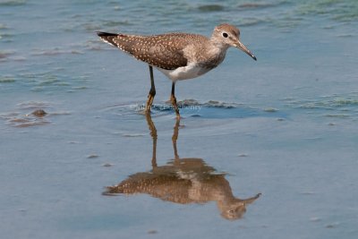 Solitary_Sandpiper_DSC_6180.jpg