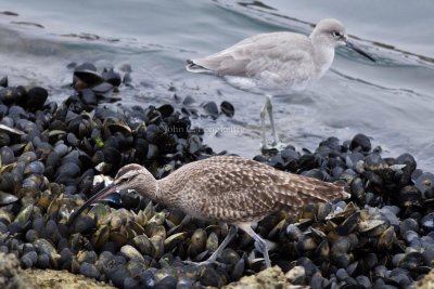 Whimbrel & Willet_DSC_0485.jpg