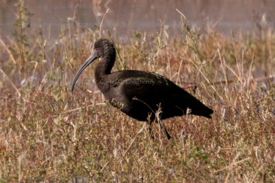 White-faced_Ibis_DSC_4931.jpg
