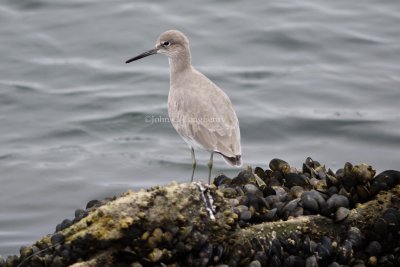 Willet_DSC_9708.jpg