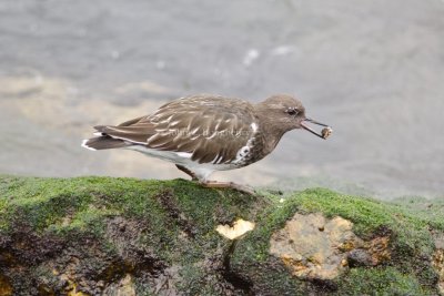 Black_Turnstone_DSC_9824.jpg