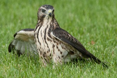 Broad-winged_Hawk_DSC_0106.jpg