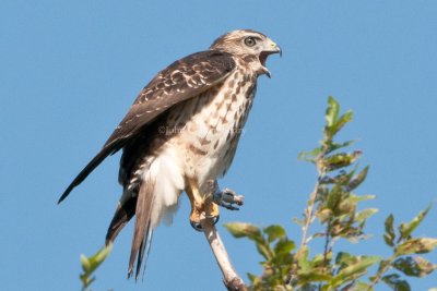 Broad-winged_Hawk_DSC_3318.jpg
