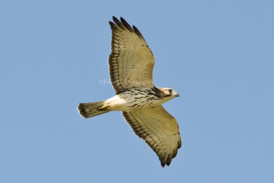 Broad-winged_Hawk_DSC_4921.jpg