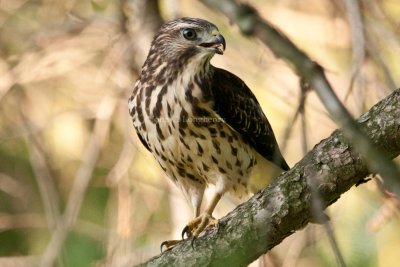 Broad-winged_Hawk_DSC_9667.jpg