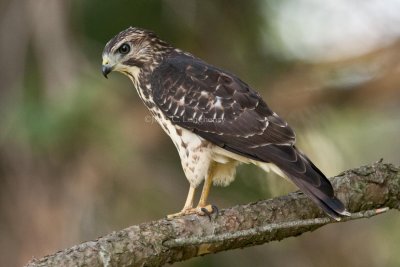 Broad-winged_Hawk_DSC_9680.jpg