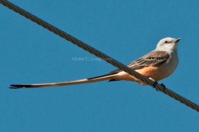 Flycatchers & Phoebes