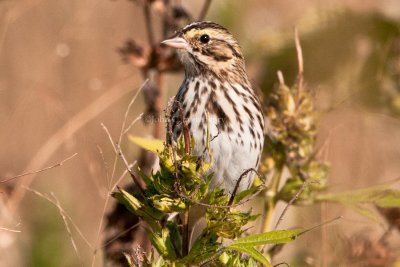 Savannah_Sparrow_DSC_4333.jpg