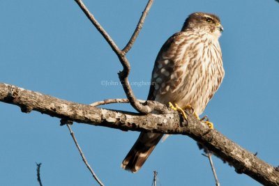 Merlin_DSC_4383.jpg
