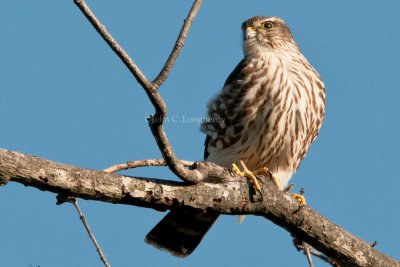 Merlin_DSC_4569.jpg