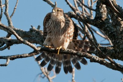 Merlin_DSC_4895.jpg