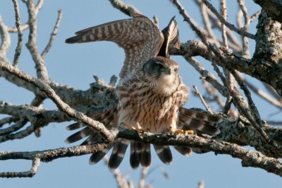 Merlin_DSC_4901.jpg
