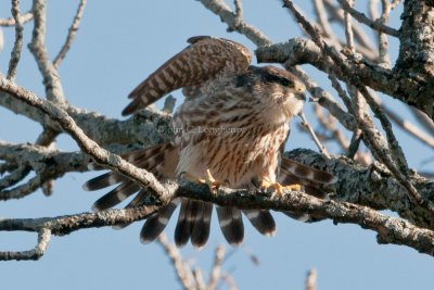 Merlin_DSC_4904.jpg