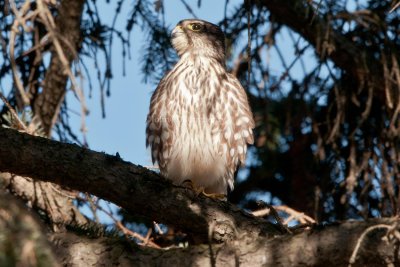 Merlin_DSC_5041.jpg