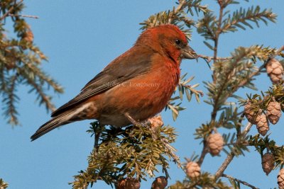 Crossbills