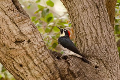 woodpeckers