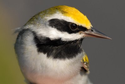 Golden-winged Warbler_DSC_0169_edited-1.jpg