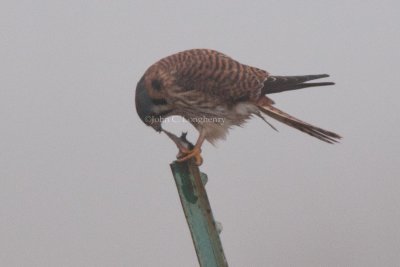 American_Kestrel_DSC_6449.jpg