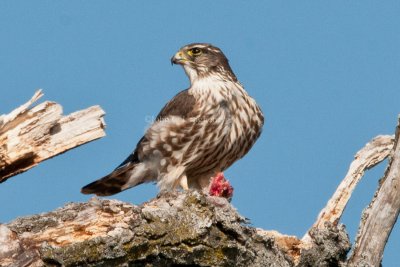 Merlin_DSC_0709.jpg