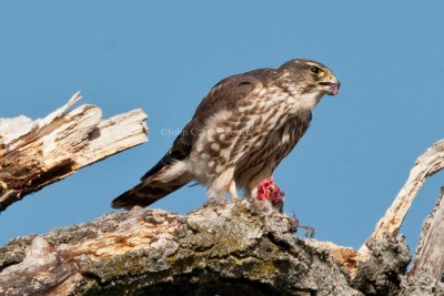 Merlin_DSC_0730.jpg