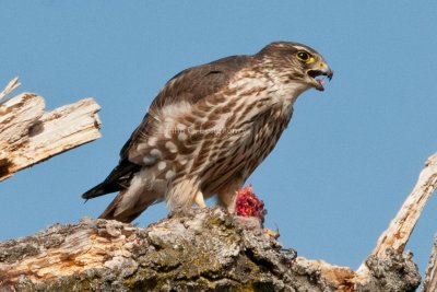 Merlin_DSC_0920.jpg