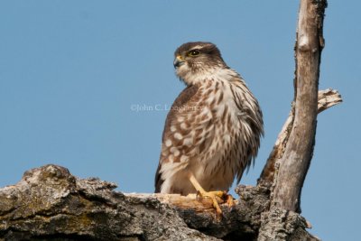 Merlins