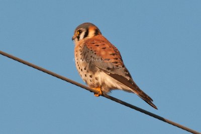 American_Kestrel_DSC_7211.jpg