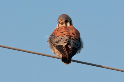 American_Kestrel_DSC_7259.jpg