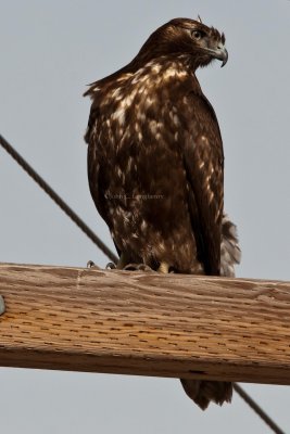 Red-tailed_Hawk_DSC_2471.jpg