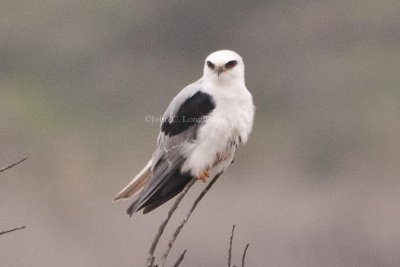 White-tailed_Kite_DSC_5858.jpg