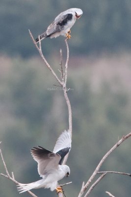 White-tailed_Kites_DSC_5321.jpg