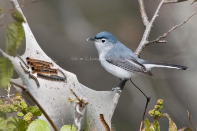 Blue-gray_Gnatcatcher_DSC_9776.jpg