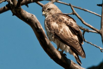 Broad-winged_Hawk_DSC_9536.jpg