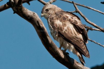 Broad-winged_Hawk_DSC_9529.jpg