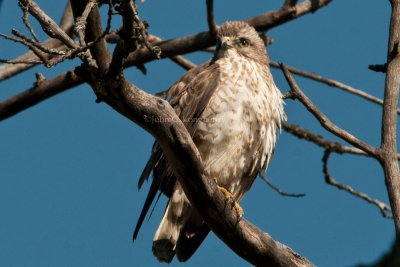 Broad-winged_Hawk_DSC_9400.jpg