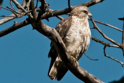 Broad-winged_Hawk_DSC_9370.jpg