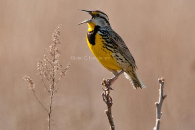meadowlarks